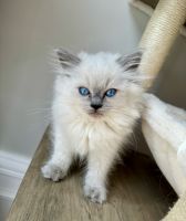 Ragdoll Cats for sale in Knoxville, TN, USA. price: $2,000