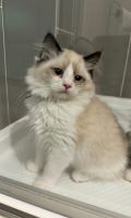 Ragdoll Cats for sale in Midland, NC, USA. price: $800