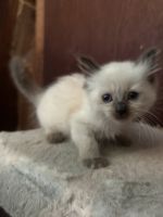 Purebred Ragdoll kittens available