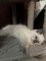 Purebred Ragdoll kittens available