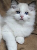 I am looking for free ragdoll .