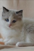 Ragdoll Kitten