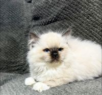 TICA Ragdoll Males