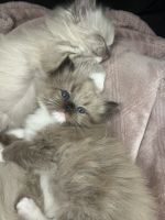 Ragdolls babies