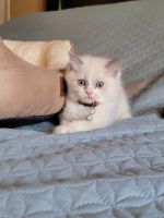 Ragdoll Kitten