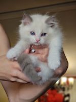 Ragdoll Kitten