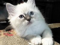Sam (Mitted Ragdoll Kitten)
