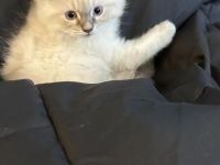 Oliver (Ragdoll Kitten)