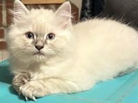 Oliver (Ragdoll Kitten)