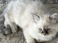 Alex (Ragdoll Kitten)