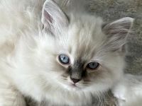 Alex (Ragdoll Kitten)