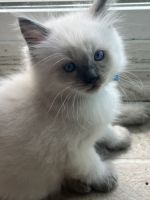 READY Ragdoll kitten “Elliot” ***