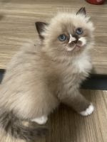Ragdoll kittens for sale