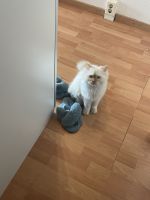 Wunderschöne Ragdoll Katze