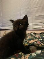 Ragdoll Cats for sale in Manly West QLD 4179, Australia. price: $200