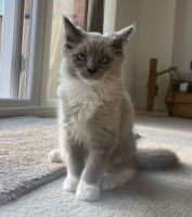 Ragdoll Cats for sale in Charlotte, NC, USA. price: $750