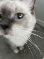 Ragdoll Cats for sale in Upper Coomera QLD 4209, Australia. price: $400