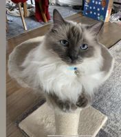 Ragdoll Cats for sale in Colorado Springs, CO, USA. price: $500