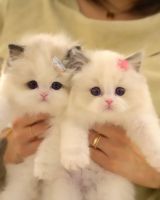 Ragdoll Cats for sale in Corner Main and Huguenot Streets, Bordeaux South, Bordeaux, Randburg, 2194, South Africa. price: 1,300 ZAR