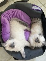 Ragdoll Cats for sale in Truganina VIC 3029, Australia. price: $1,300