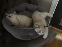 Ragdoll Cats for sale in Clayton, NC, USA. price: $750