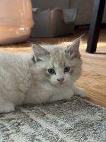 Beautiful purebred, ragdoll male