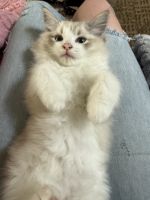 Beautiful purebred, ragdoll male