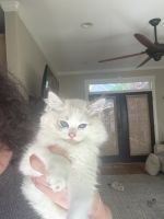 Beautiful purebred, ragdoll male