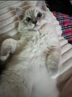 Purebred ragdoll kitty