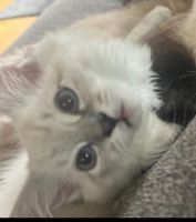 Purebred ragdoll kitty