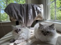 Purebred ragdoll kitty