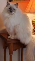 Ragdoll Cats for sale in Lebanon, PA, USA. price: $800