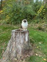 Ragdoll Cats for sale in Wantage, NJ, USA. price: NA