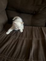 Ragdoll Cats for sale in Tucson, AZ, USA. price: $200