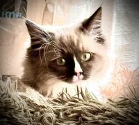 Ragdoll Cats for sale in Clarion, PA 16214, USA. price: $850