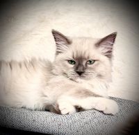Lily - Purebred Registered Ragdoll