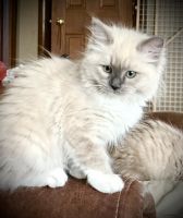 Ragdoll Cats for sale in Clarion, PA 16214, USA. price: $1,500