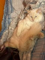Ragdoll Cats for sale in Paola, KS 66071, USA. price: $200