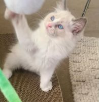 Ragdoll Cats for sale in Petrie Terrace QLD 4000, Australia. price: $1,450