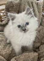 Ragdoll Cats for sale in Vancouver, WA, USA. price: $750