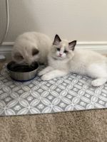 Available Ragdoll Kittens