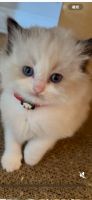Ragdoll Cats for sale in San Gabriel Valley, California 90601, USA. price: $1,550