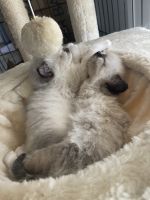 Cute Ragdoll kittens ready for furever home