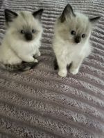 Ragdoll Cats for sale in Girard, PA, USA. price: $1,200