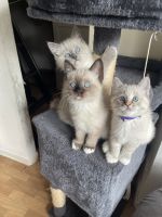 Kätzchen suchen ein liebevolles Zuhause – 3 Monate alt