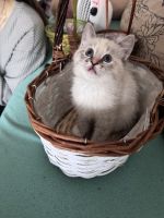 Kätzchen suchen ein liebevolles Zuhause – 3 Monate alt