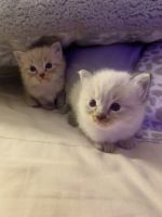 Baby Coco Ragdoll Kitten