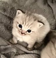 Baby Coco Ragdoll Kitten