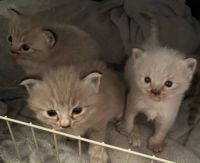 Baby Coco Ragdoll Kitten