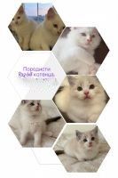 Ragdoll Cats for sale in Varna, Bulgaria. price: 1,500 BGN